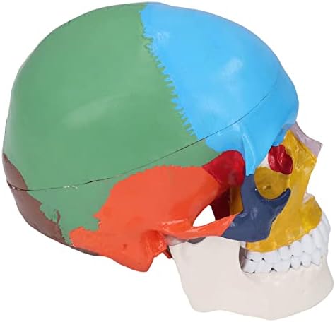 Yaşam boyutu kafatası modeli, 3 bölüm renkli ayrılabilir insan kafatası anatomik modeli Öğretim ve öğrenme için renk
