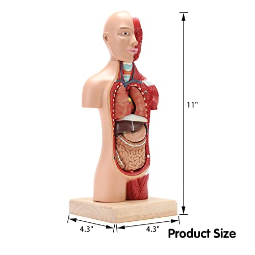 MIIRR İnsan Anatomik Vücut Modeli, Dahil 15 Ayrılabilir Kısmi Anatomik Modeller, Çocuklar için İnsan Vücudu Modeli,